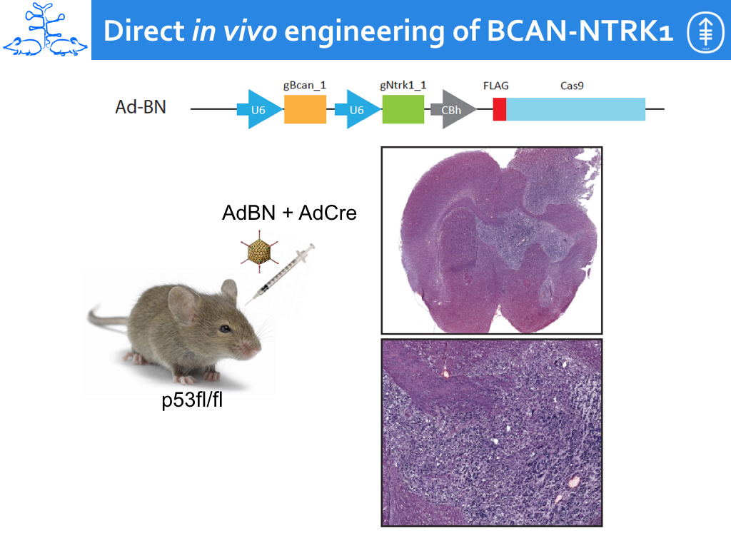 BCAN_NTRK1