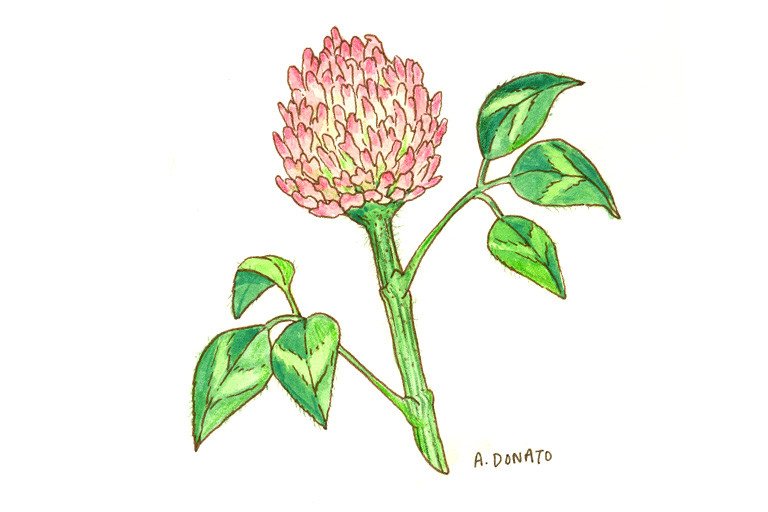 Red Clover